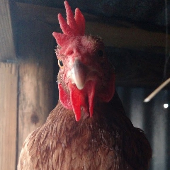 Meet your Posher, Lyn - Picture 2 of 2